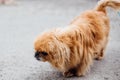 Cute old pekingese dog walking in green park at shelter. Adorable old and blind dog on a walk. Adoption concept. Save senior dogs