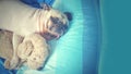 Cute old pug dog sleep rest in the bed and hug dolls. Feels Alone and Missing owner