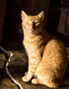 Dramatic image of old yellow cat cute and looking into camera with his piercing eyes, sitting on cracked concrete floors. Royalty Free Stock Photo