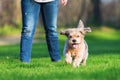 Cute older dog runs on the meadow Royalty Free Stock Photo