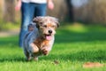 Cute older dog runs on the meadow Royalty Free Stock Photo