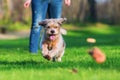 Cute older dog runs on the meadow Royalty Free Stock Photo
