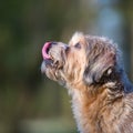 Cute older small dog outdoors