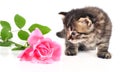 Cute one month old kitten with a rose Royalty Free Stock Photo