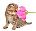 Cute one month old kitten with a rose Royalty Free Stock Photo