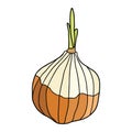 Cute onion vector illustration. Hand drawn cartoon bulb of onion. Fresh ingredient drawing. Allium cepa cartoon drawing for recipe