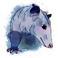 Cute opossum, digital, watercolor illustration Royalty Free Stock Photo