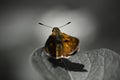 Cute orange butterfly on leaf on black and white background Royalty Free Stock Photo