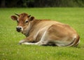 Cute orange calf is grazin Royalty Free Stock Photo