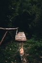 Cute orange cat coming out of the dark forest on the bridge. Royalty Free Stock Photo