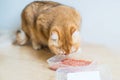 Cute orange cat eating food Royalty Free Stock Photo