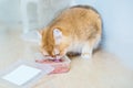 Cute orange cat eating food Royalty Free Stock Photo