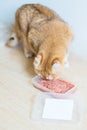 Cute orange cat eating food Royalty Free Stock Photo
