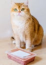 Cute orange cat eating food Royalty Free Stock Photo