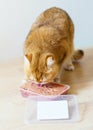 Cute orange cat eating food Royalty Free Stock Photo