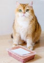 Cute orange cat eating food Royalty Free Stock Photo