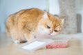 Cute orange cat eating food Royalty Free Stock Photo