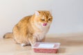 Cute orange cat eating food Royalty Free Stock Photo