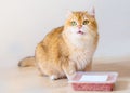 Cute orange cat eating food Royalty Free Stock Photo