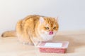 Cute orange cat eating food Royalty Free Stock Photo