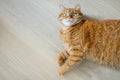 Cute orange cat lying on the floor and looking at camera top view with copy space Royalty Free Stock Photo
