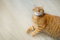 Cute orange cat lying on the floor and looking at camera top view with copy space Royalty Free Stock Photo