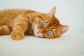 Cute orange cat lying on the sofa Royalty Free Stock Photo