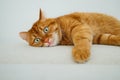 Cute orange cat lying on the sofa Royalty Free Stock Photo