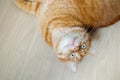 Cute orange cat lying upside down on the floor close up top view Royalty Free Stock Photo
