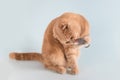 Cute orange cat playing with a mouse toy on a blue background. Kitten holding little mouse toy in his paw. Cat`s life, hunter, Royalty Free Stock Photo