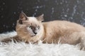 Cute orange cat portrait. Mixed breed of maine coon with british shorthair