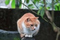 Cute orange cat sitting on the wall Royalty Free Stock Photo