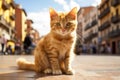 Cute orange cat sitting on Spanish old town street. Details of Spain. Beautiful red haired young kitten lost in city and