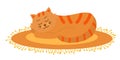 Cute orange cat sleeping on oval fringed rug. Royalty Free Stock Photo