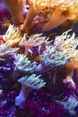 Cute orange clown fish hiding on anemones on a tropical underwater scene