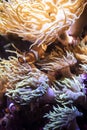 Cute orange clown fish hiding on anemones on a tropical underwater scene