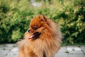 Cute orange dog breed Pomeranian Spitz looks to the side on a background of greenery