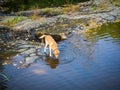 Cute orange dog drinking water in a lake during daytime Royalty Free Stock Photo