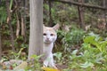 Cat looking from behind a pole