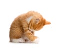 Cute Orange Kitten Bathing on White Background Royalty Free Stock Photo