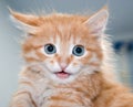 Cute orange kitten with blue eyes Royalty Free Stock Photo