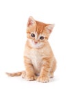 Cute orange kitten with large paws. Royalty Free Stock Photo