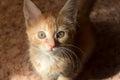 Cute orange kitten with large paws playing near the window. white jalousie on the background. selective focus Royalty Free Stock Photo