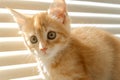 Cute orange kitten with large paws playing near the window. white jalousie on the background. selective focus Royalty Free Stock Photo