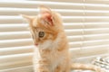 Cute orange kitten with large paws playing near the window. white jalousie on the background. selective focus Royalty Free Stock Photo