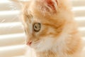 Cute orange kitten with large paws playing near the window. white jalousie on the background. selective focus Royalty Free Stock Photo