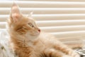 Cute orange kitten with large paws playing near the window. white jalousie on the background. selective focus Royalty Free Stock Photo