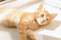 Cute orange kitten with large paws playing near the window. white jalousie on the background. selective focus Royalty Free Stock Photo