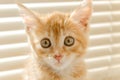 Cute orange kitten with large paws playing near the window. white jalousie on the background. selective focus Royalty Free Stock Photo