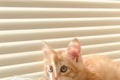 Cute orange kitten with large paws playing near the window. white jalousie on the background. selective focus Royalty Free Stock Photo